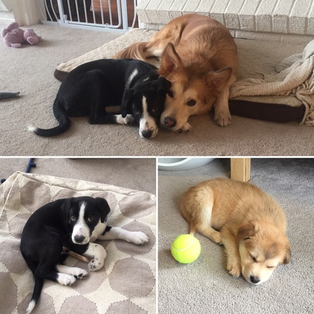 Mika and Dexter