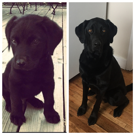Rufus