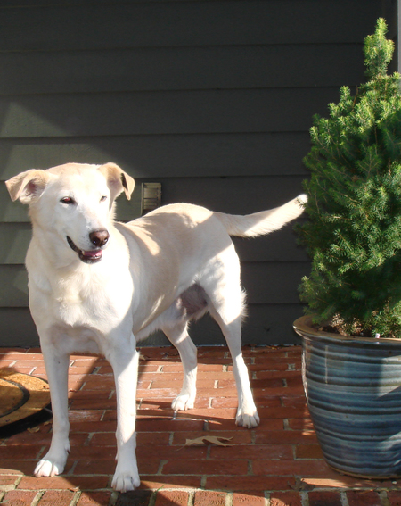 Entry image for Lily. Clicking this image will show a larger photo