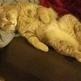 Entry image for CHOCO CHIP in "Maximum Recline"