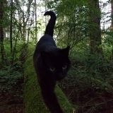 Entry image for JULIA in "Julia"