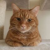 Entry image for HAGGIS in "We Need to Have a Talk"