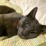 Entry image for LOKI in "Mr Mischief"