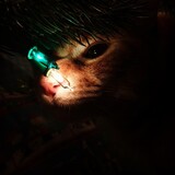 Entry image for MOZZIE in "Waiting for Santa"