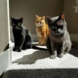 Entry image for LUNA, MOZZIE, and ALEX in "The Breakfast Club"