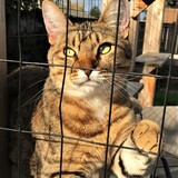 Entry image for DONNY in "Catio Donny"