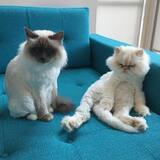 Entry image for FLOR-DE-LIS and AMELIE in "Seattle Weather Sucks"