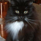 Entry image for DUSTY in "Dusty from C.A.R.E.S."