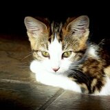 Entry image for CODY in "Golden Kitten"