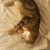 Entry image for PRUDENCE in "Stealing the Human's Bed"