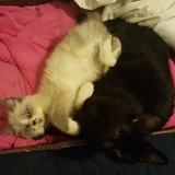 Entry image for GOKU and BRUTUS in "Foster Buddies"