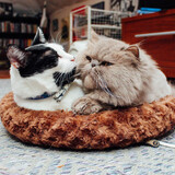 Entry image for ICHABOD and PARTYFACE in "Heaty Bed Built for One and a Half"