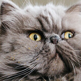 Entry image for PARTYFACE in "Crumb Bum"