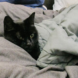 Entry image for MAGGIE in "Cloud Nine"