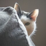 Entry image for MARVIN of the LOONEY TUNES FOSTERS in "Peek-A-Boo"