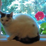 Entry image for PENELOPE of the LOONEY TUNES FOSTERS in "Stop and Smell the Flowers"