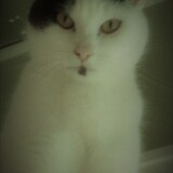 Entry image for MARVIN of the LOONEY TUNES FOSTERS in "Adorbs"