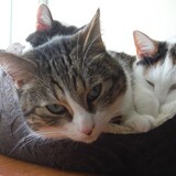 Entry image for JP PATCHES, PENELOPE, and MARVIN in "Really?"