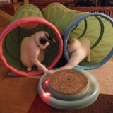 Entry image for PENELOPE and MARVIN of the LOONEY TUNES FOSTERS in "Playtime"