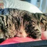 Entry image for STARLA in "Best Lap Kitty Ever"