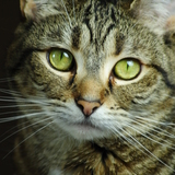 Entry image for MURIEL in "Muriel"