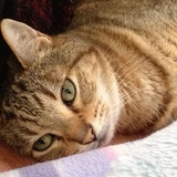 Entry image for GRACIE in "Sweet Gracie"