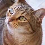 Entry image for GRACIE