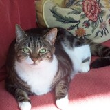 Entry image for MAX in "Regal Max"