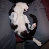 Entry image for BOOMER in "Ahhhh"