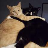 Entry image for TUX and ARCHIE in "Brotherly Love"