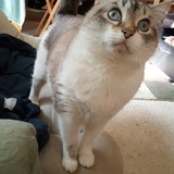 Entry image for SNOWPEE