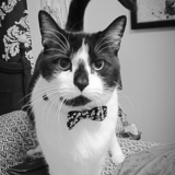 Entry image for BOXER