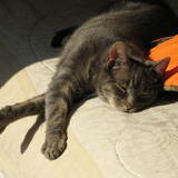 Entry image for RASCAL in "Lazy Days of Summer"