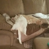 Entry image for TORY LONGTAIL and TUCKER THE BUFF in "The Art of Sleeping"