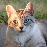 Entry image for TAO in "Sunset Lynx"