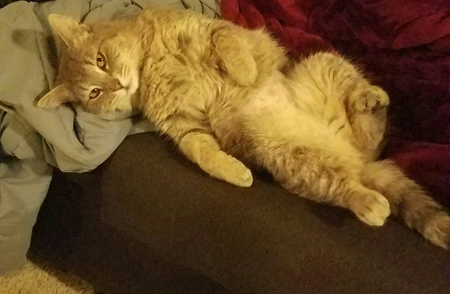 Entry image for CHOCO CHIP in "Maximum Recline". Clicking this image will show a larger photo