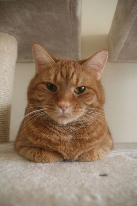 Entry image for HAGGIS in "We Need to Have a Talk". Clicking this image will show a larger photo