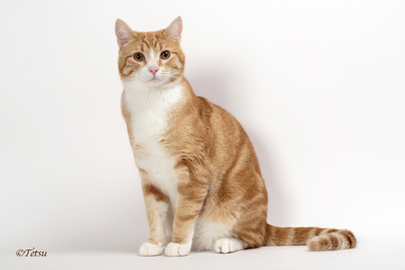 Entry image for KOA. Clicking this image will show a larger photo