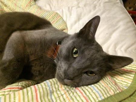 Entry image for LOKI in "Mr Mischief". Clicking this image will show a larger photo