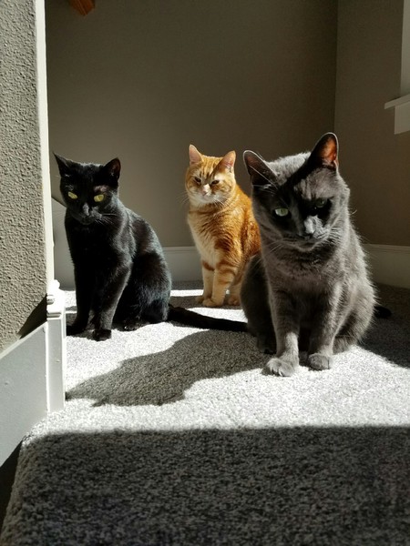 Entry image for LUNA, MOZZIE, and ALEX in "The Breakfast Club". Clicking this image will show a larger photo