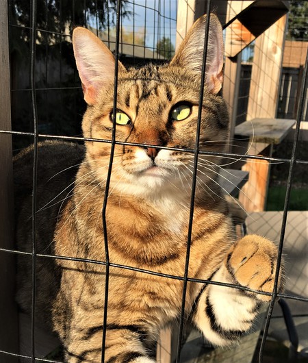 Entry image for DONNY in "Catio Donny". Clicking this image will show a larger photo