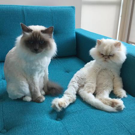 Entry image for FLOR-DE-LIS and AMELIE in "Seattle Weather Sucks". Clicking this image will show a larger photo