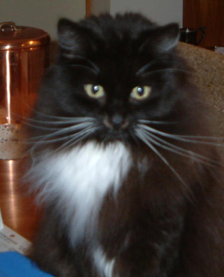 Entry image for DUSTY in "Dusty from C.A.R.E.S.". Clicking this image will show a larger photo