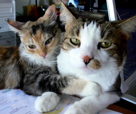 Entry image for CARMEL and CODY in "Make Her Stop Hugging Me". Clicking this image will show a larger photo