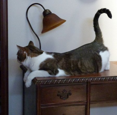 Entry image for CODY in "I Am One With The Lamp". Clicking this image will show a larger photo