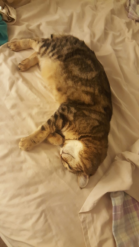 Entry image for PRUDENCE in "Stealing the Human's Bed". Clicking this image will show a larger photo