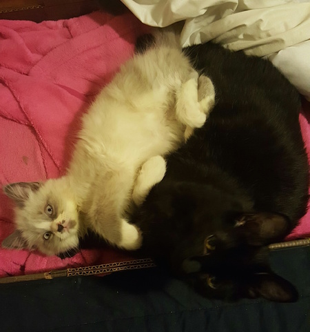 Entry image for GOKU and BRUTUS in "Foster Buddies". Clicking this image will show a larger photo