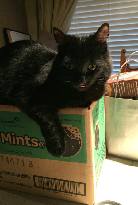 Entry image for GOKU in "Cookies and Blep". Clicking this image will show a larger photo