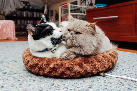 Entry image for ICHABOD and PARTYFACE in "Heaty Bed Built for One and a Half". Clicking this image will show a larger photo