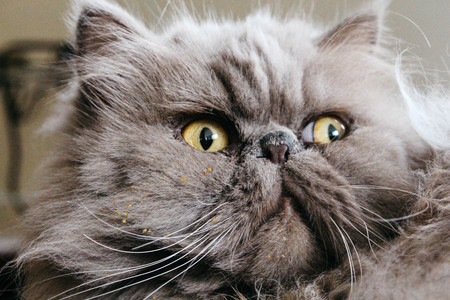 Entry image for PARTYFACE in "Crumb Bum". Clicking this image will show a larger photo